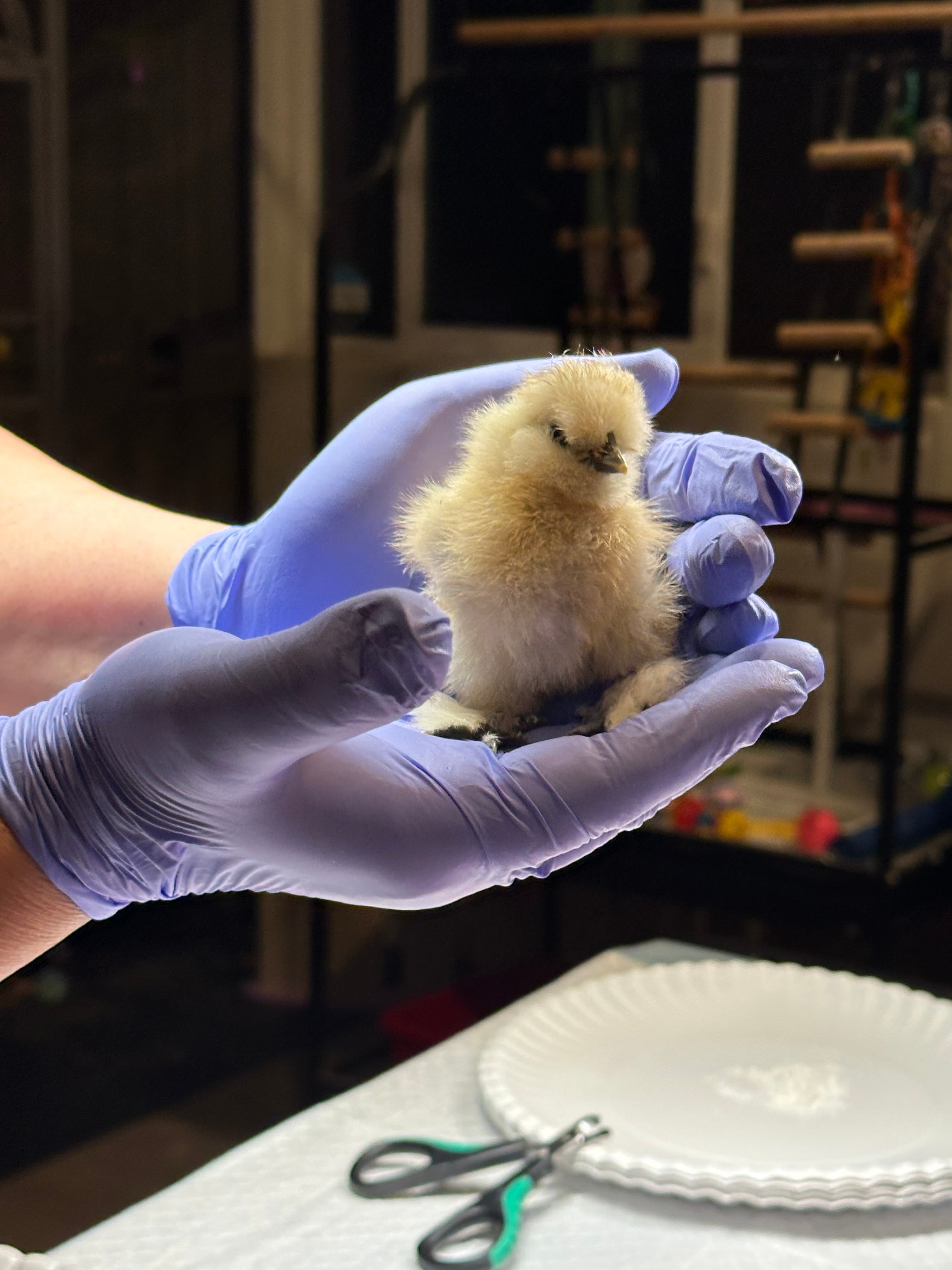 A Silkie chick gently held in purple-gloved hands at Bailey’s